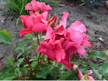 ���� �����1.JPG