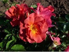 ��� Cinco de Mayo 