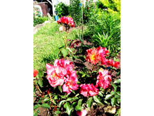 ���� �����.JPG