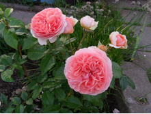 ���� ����������.JPG