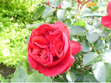 ���� ���� �������.JPG