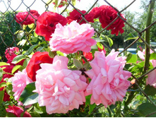 ������� ����.JPG