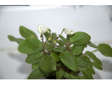 Chantaspring