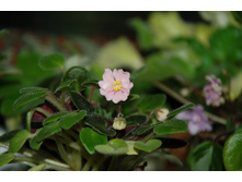 Rob’s Itty Bitty (R. Robinson)