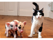 ��� � ������