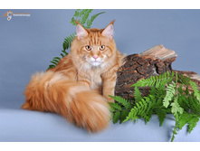 DSC_2480 �����.jpg