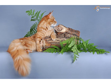 DSC_2484 �����.JPG