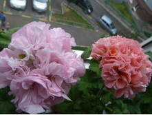 Tutone (���������) � Maureen (�������)