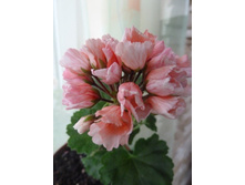 Marie Louise ���������