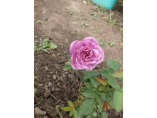 ����� ����.jpg