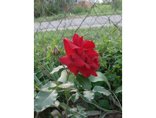 ������� 1.jpg