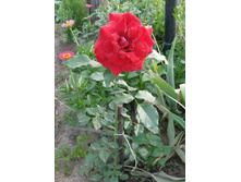 ������� 3.jpg