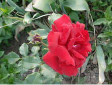 ������� 4.jpg