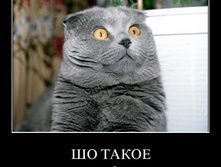 sho-takoe-ya-ne-bral.jpg