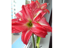 �������� ���� Pasadena.jpg