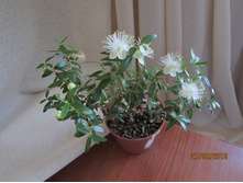 �������� ���� 