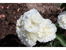 ���� 139.jpg