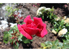 ���� 130.jpg