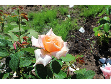 ���� 131.jpg