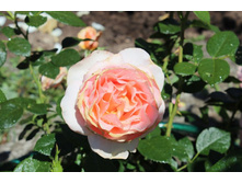 ���� 134.jpg