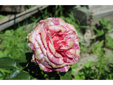 ���� 117.jpg