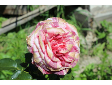 ���� 118.jpg