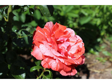 ���� 119.jpg