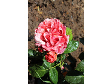 ���� 120.jpg