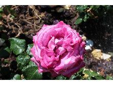 ���� 123.jpg