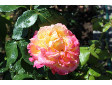 ���� 125.jpg