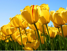 tulips.jpg