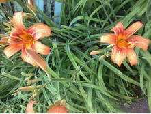 �������� �����