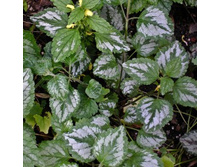 ��������_������ �����