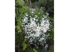 �������� ����� 