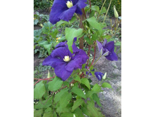 �������� ����-���������� 