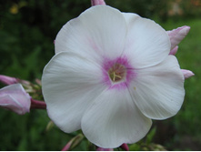 ����� ��������