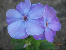 ����� ��� ������ ��� ������