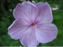 ����� ���� �����