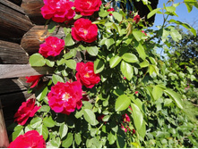 ��������� ���� ����������