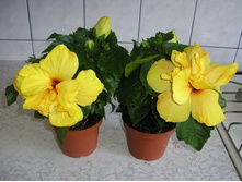 �������� ��������  ����- Koenig-   400 - 550 ���.