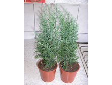 ����������� �������- 250- 400  ���.