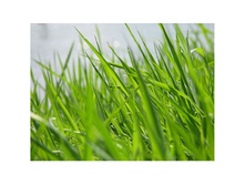 ����� ������� 