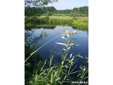 �������� � ��������