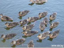 ������� ����������