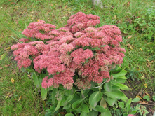 ������ ���������, 80 �.