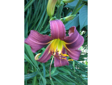 �������� ������