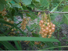 ����� ��������� ������2013