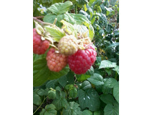 ������ ������� �������� 1