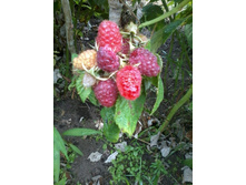 ������ ������� ��������_�����