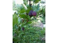 ��������� ޣ����